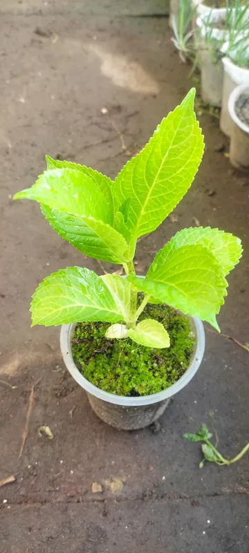 Gartenziya makroflora/ гортензия макрофлора