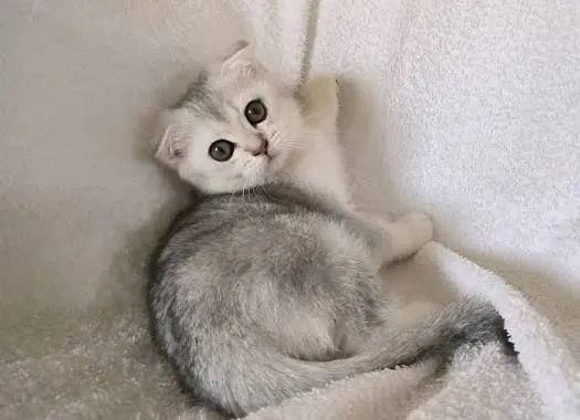 Котята серебристый шиншилы
