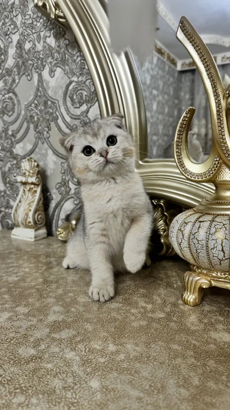 Шотландский скотиш фолд