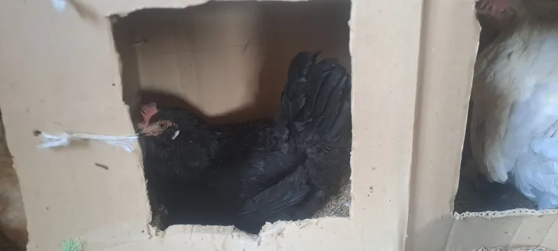 Kurk tovuqlar sotiladi 5 ta bor narxi 230000 manzil Toshkent 2