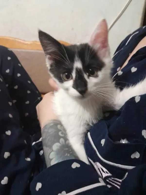 Бесплатно котята — фото 3