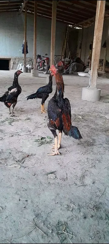 Dikabiriski juja 1 Dikabiriski juja 1
