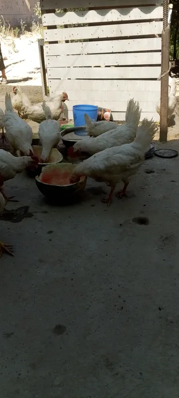 2oylik xoʻrozlar sotiladi 2