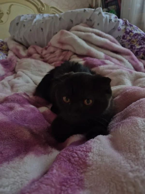 продаю котёнка 3 месяца