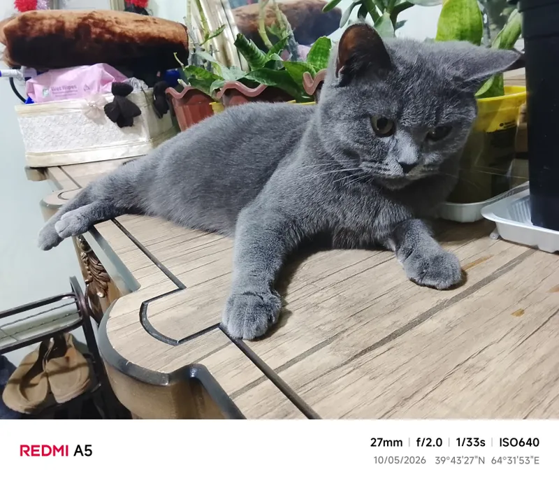 Продаётся британская короткошёрстная кошка. Цена договорная 4 Продаётся британская короткошёрстная кошка. Цена договорная 4