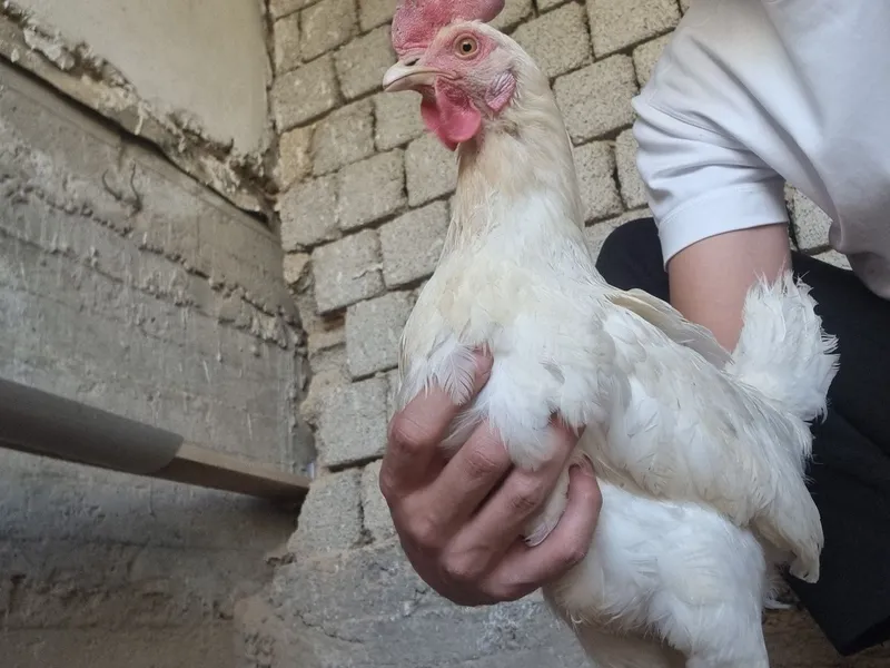 Tovuq xorozlar jaydari oq tovuq