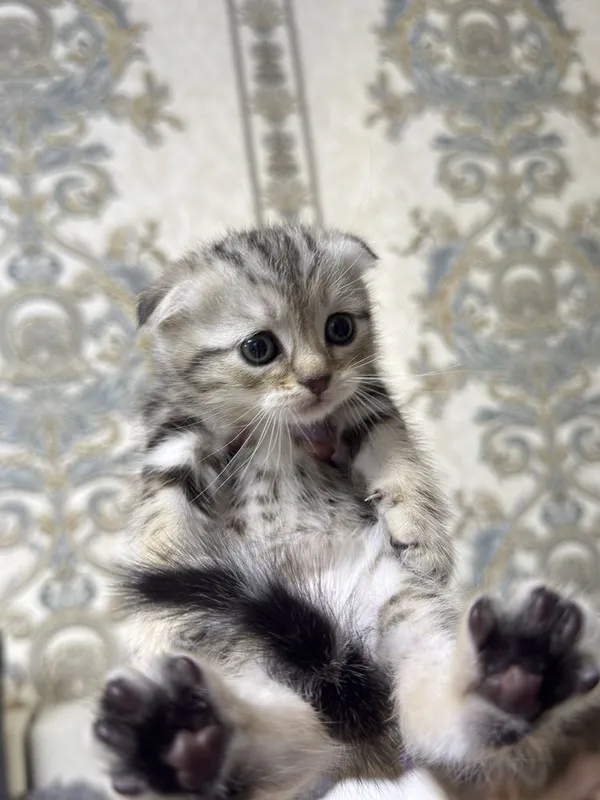 Шотландские котята — фото 1