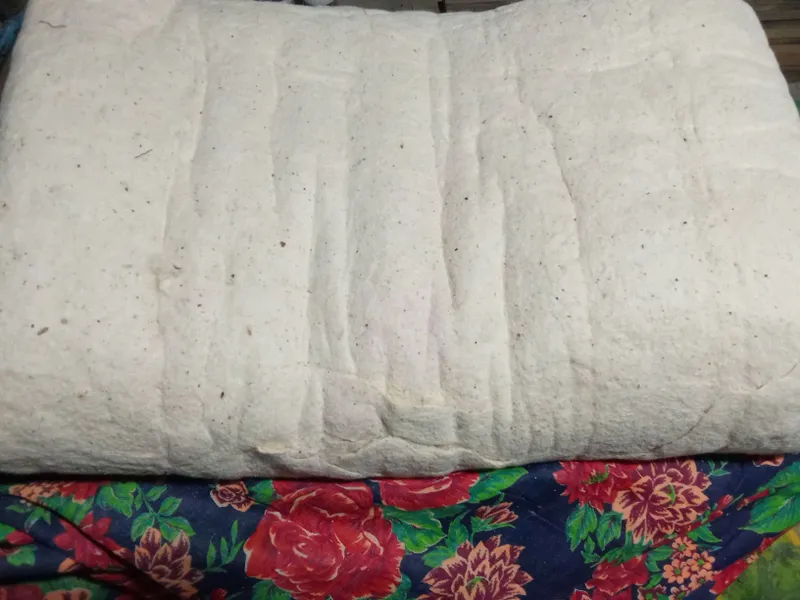 Paxta koʻrpalardan chiqgan