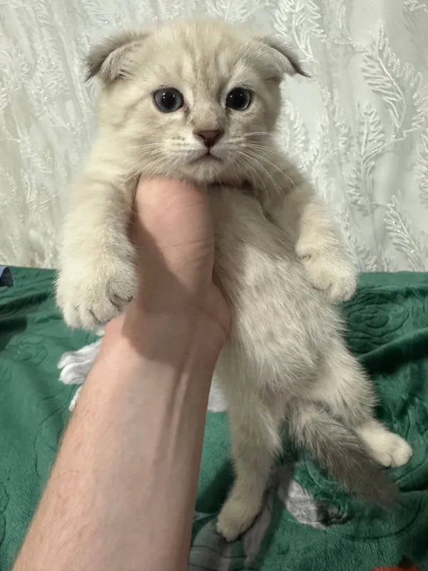 Scottish Fold mushukcha sotiladi qiz bola 3 oylik 1