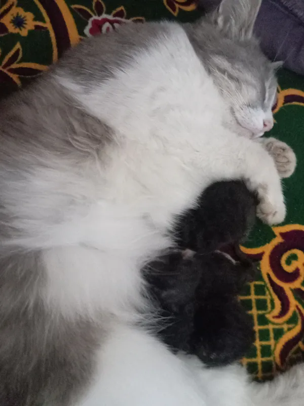 Mushuk bor onasi bor 3 ta bolasi bilan