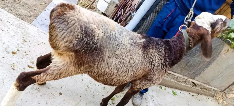 Srochna Arzon Haqiqiy Zoti Sifat Toza Qazoqi Qochqor sotiladi 3 Srochna Arzon Haqiqiy Zoti Sifat Toza Qazoqi Qochqor sotiladi 3