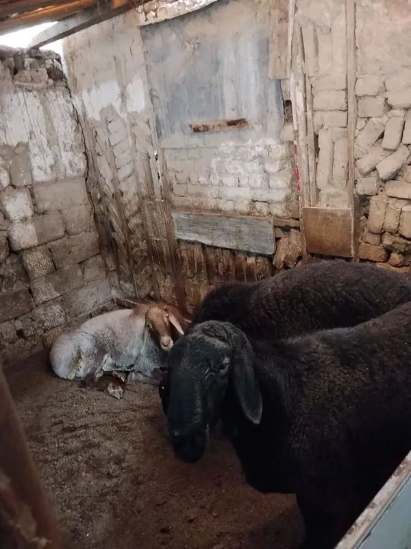 Qochqorla sotiladi qòyga qòshishga 5 Qochqorla sotiladi qòyga qòshishga 5