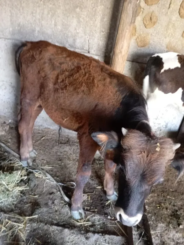 Mol shivet ona bola bolasi navos 1 Mol shivet ona bola bolasi navos 1