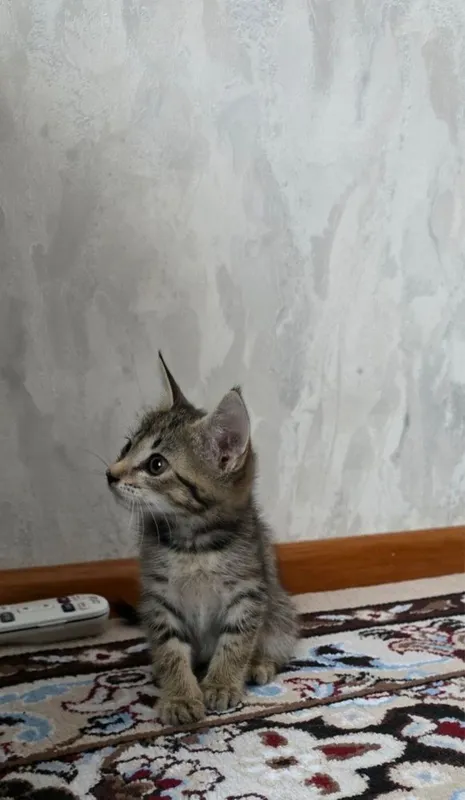 Chiroyli aqlli uy mushuklari hadyaga beriladi 2 oylik o’gil qiz onasi 3 Chiroyli aqlli uy mushuklari hadyaga beriladi 2 oylik o’gil qiz onasi 3
