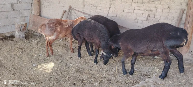 Кучкорлар сотилади — фото 2