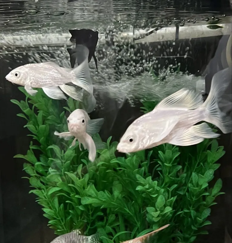 рыбки коя, кои.