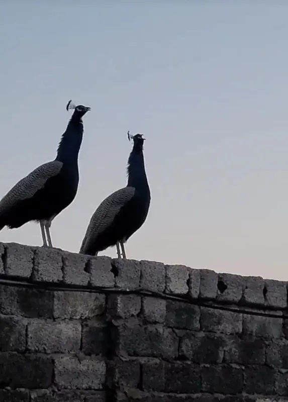 Tovus sotiladi 2ta xoroz 1 ta makyon