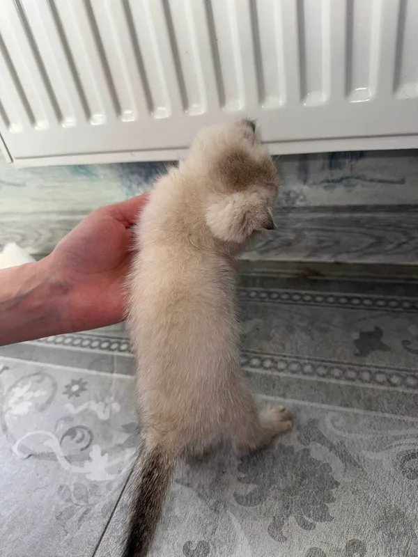 Котята Шиншиллы элитных кровей (Британцы/Шотландцы) 5 Котята Шиншиллы элитных кровей (Британцы/Шотландцы) 5