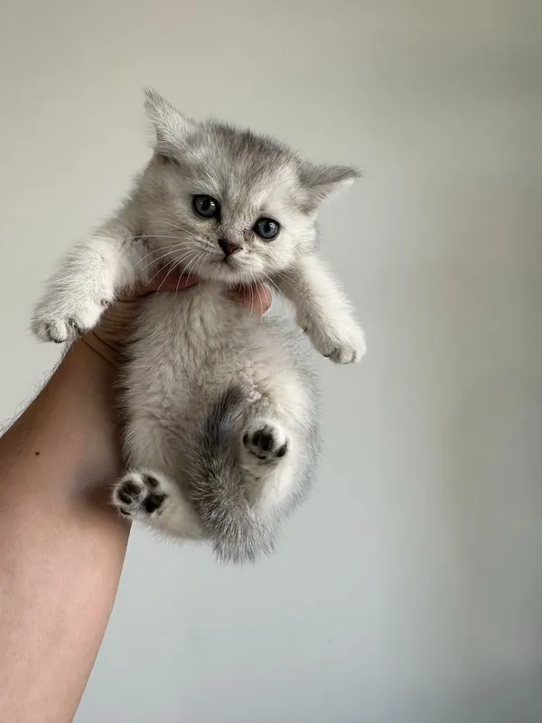 Scottish fold и Scottish straight настоящий