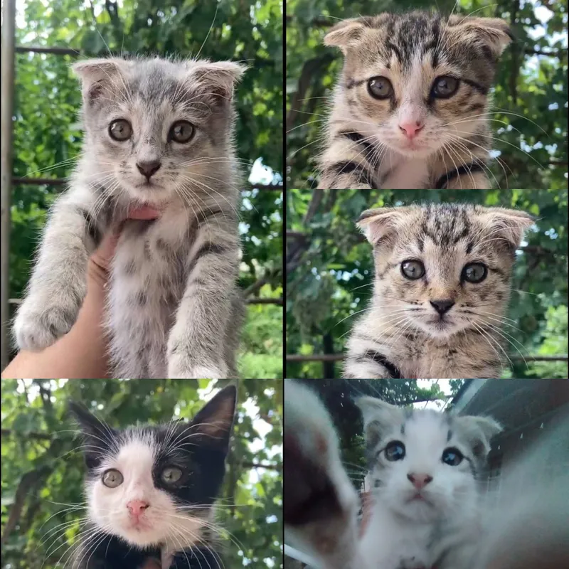 кошка 1