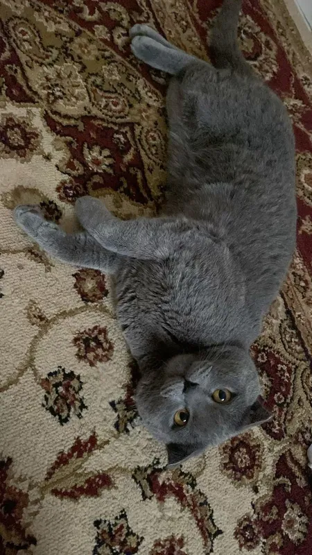 Mushuk ismi smokey yoshi 3 da erkak 5 Mushuk ismi smokey yoshi 3 da erkak 5