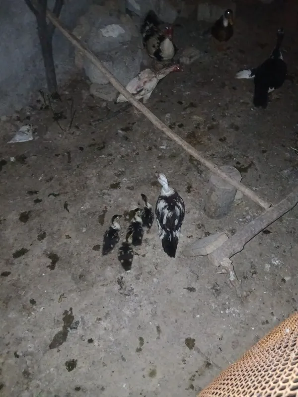 ordak pikinskiy favarit indiskiy 5