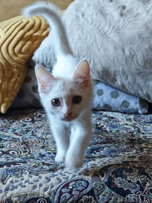 Белого котёнка в добрые руки! 4