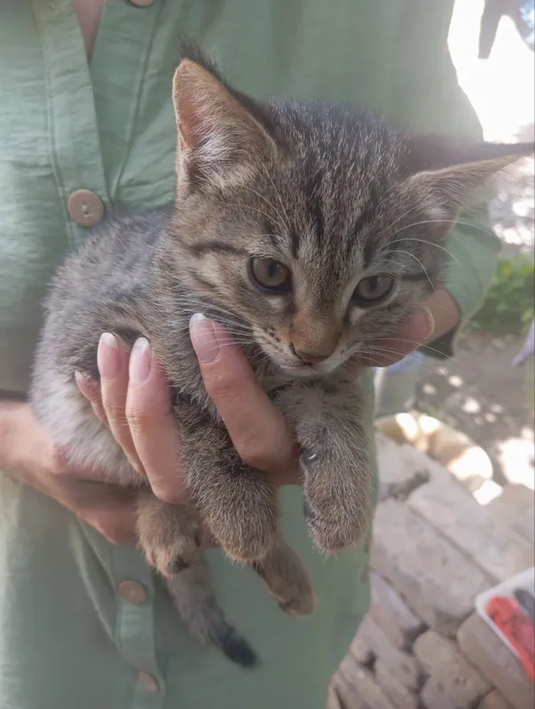 котёнок ищет дом