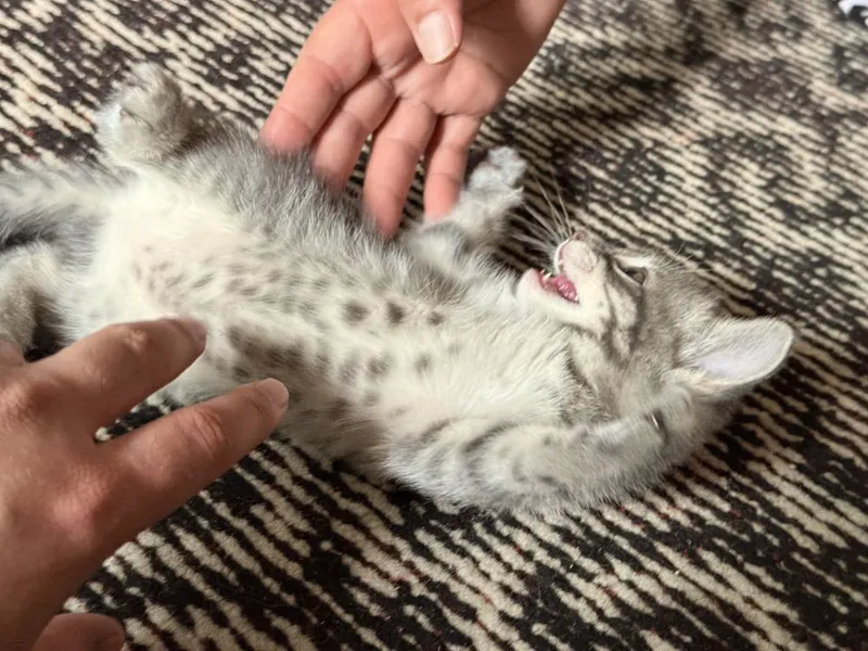 Uy mushukchasi onasi bilan shundo bervoriladi — фото 5
