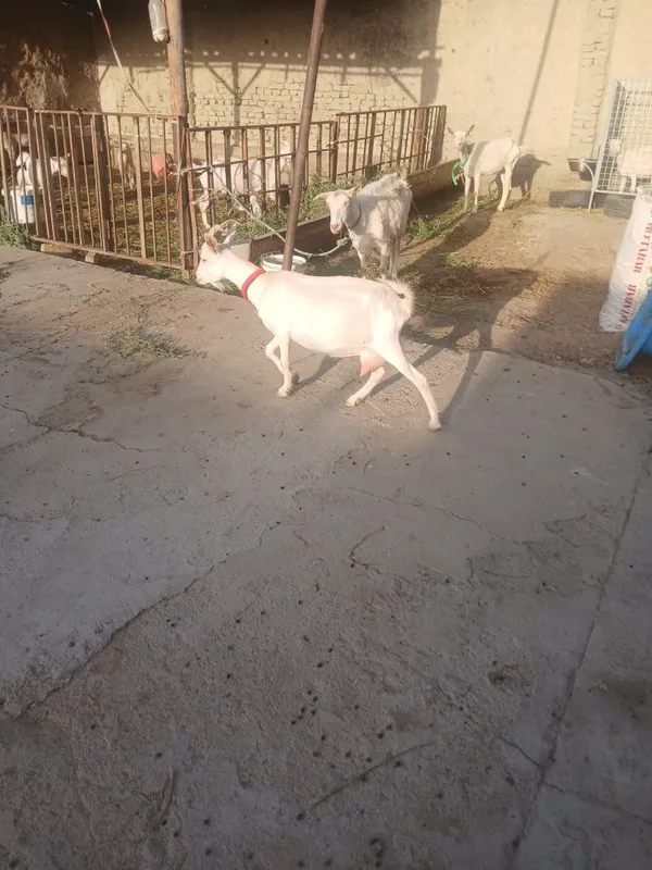 Zanin zotli echki sotiladi 1chi qorin 1.5litr 1
