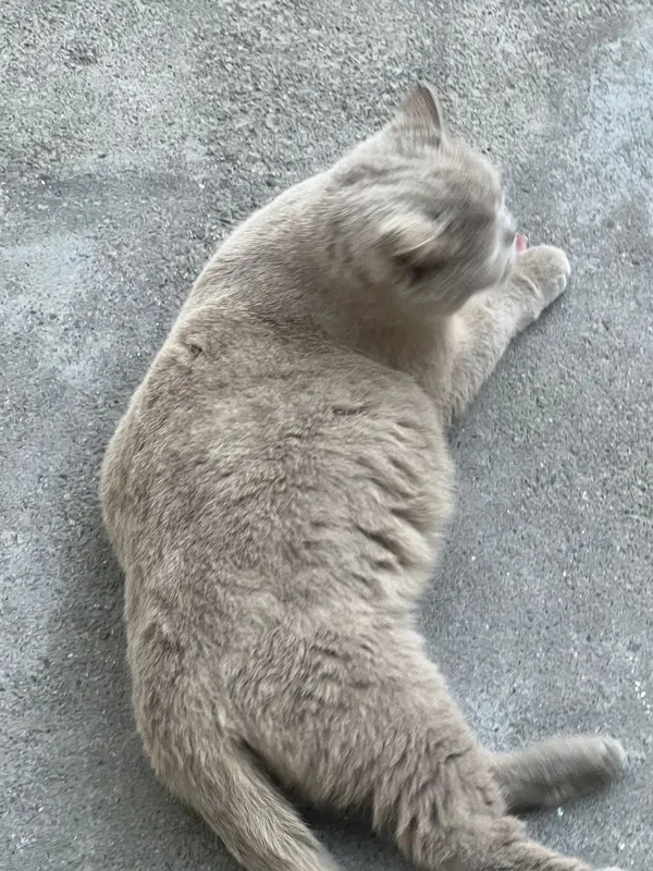 Готовятся котята британские — фото 4