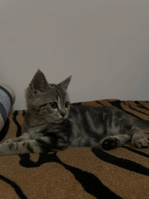 Шотландский прямоухий кот 3 Шотландский прямоухий кот 3