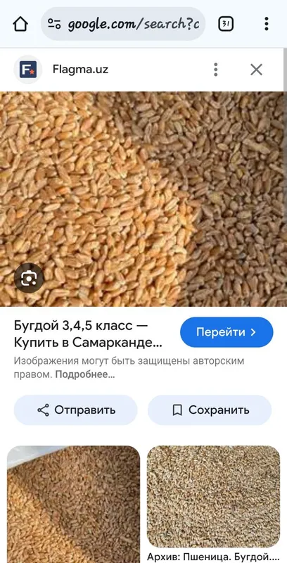 Бугдой галла бор