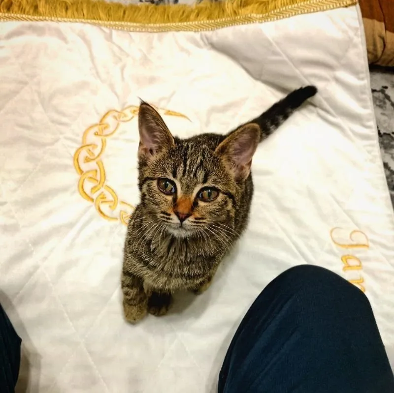 Бенгальский кот, приучен к дому 1 Бенгальский кот, приучен к дому 1