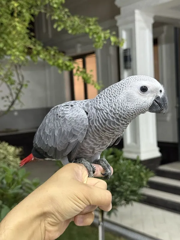 Продаю жако 1 1