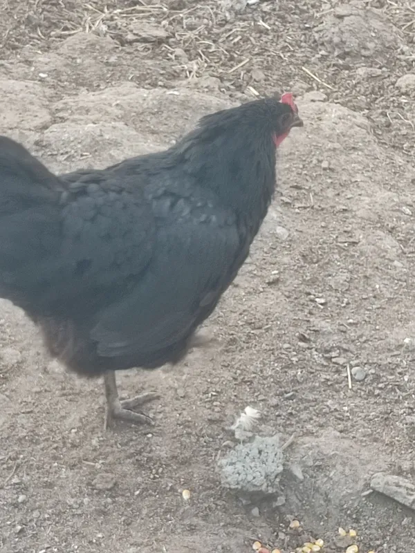 Kuruk tovuq sotiladi