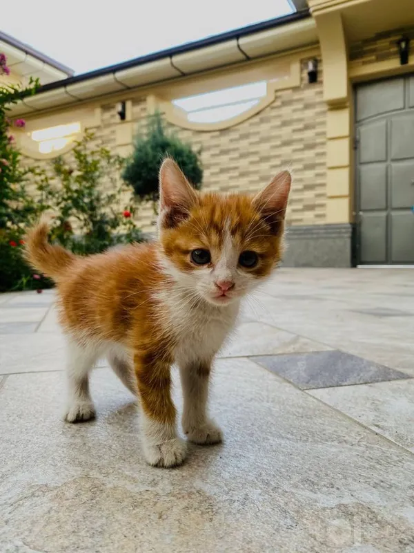 Отдам кошек даром 5 Отдам кошек даром 5