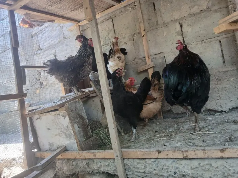 Honaki tovug'lar indautkalar jo'jalari kurka ham bor 6 Honaki tovug'lar indautkalar jo'jalari kurka ham bor 6