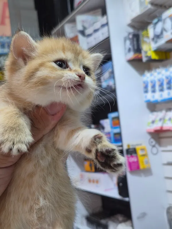 Продаётся котёнок золотая шиншилла 3 Продаётся котёнок золотая шиншилла 3