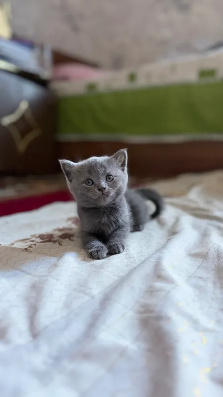 Котята породы скоттиш-фолд 3 Котята породы скоттиш-фолд 3