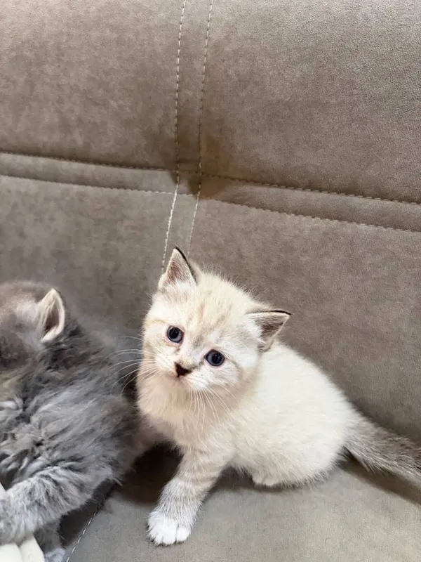 Котята породистые — фото 2