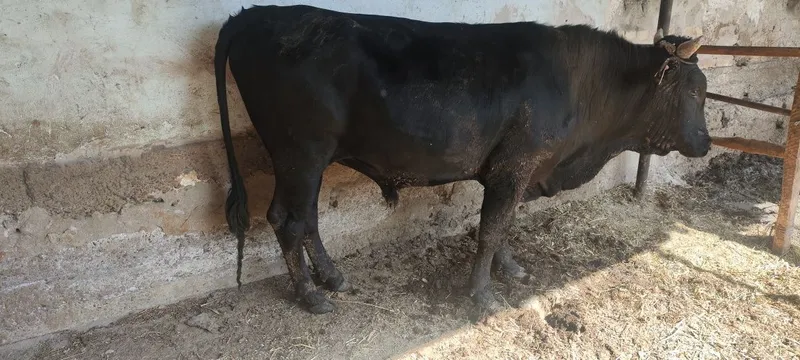 Соглом Бука сотилади — фото 1