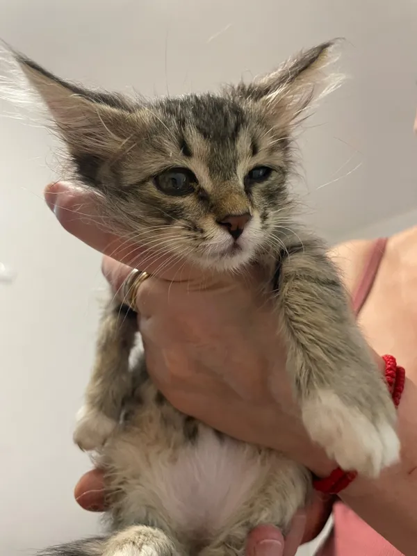 Котята бесплатно! 2