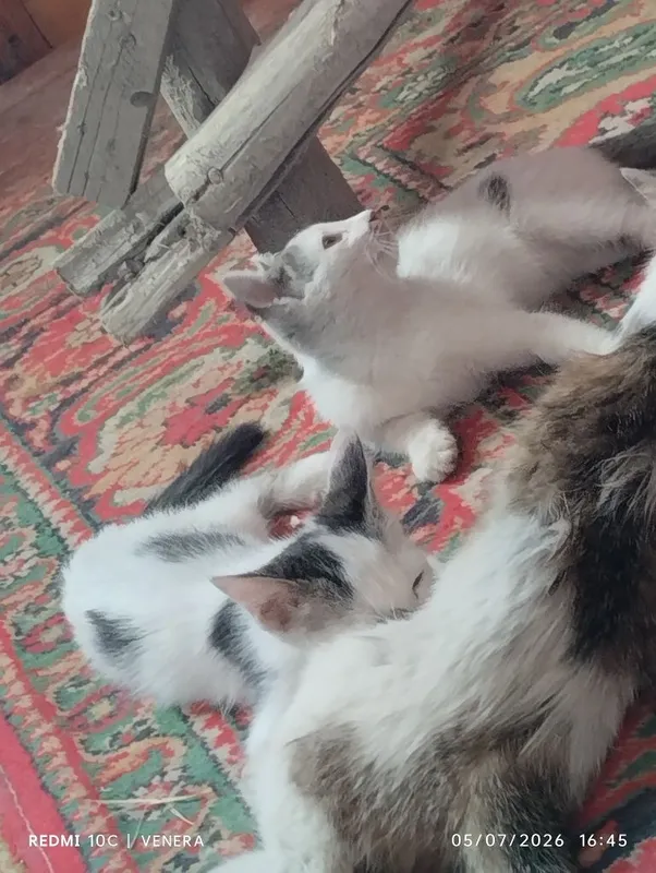 Mushukchalar mehrli boʻllarga beriladi 1 Mushukchalar mehrli boʻllarga beriladi 1