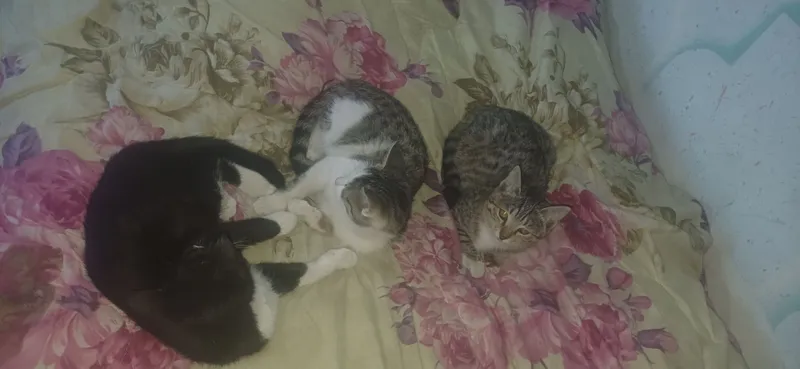 Zotsiz mushuklar 5 Zotsiz mushuklar 5