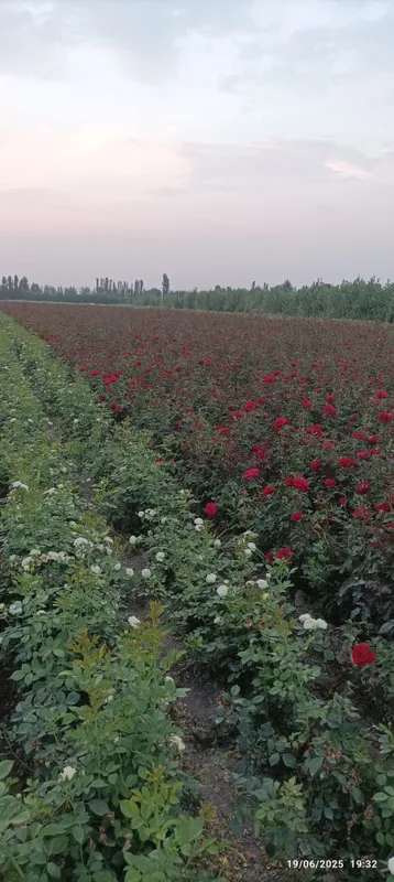 Atirgul koʻchatlari bor sotiladi 16 hil tayor pachkalap koʻmilgan — фото 2