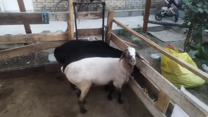 Boqilgan qõchqorlar sotiladi 4