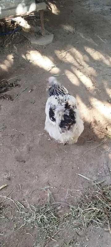 Brama tovuqlari sotiladi 3 Brama tovuqlari sotiladi 3