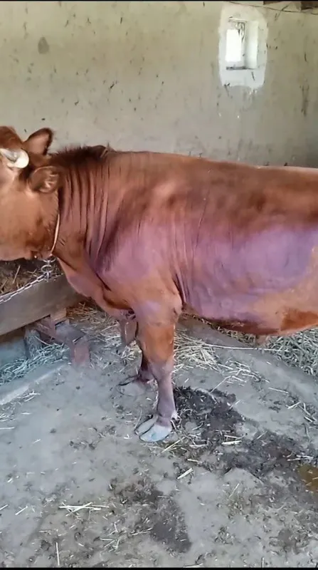Buqalar sotiladi boqilgan yemlangan — фото 4