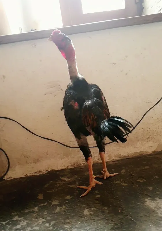 Жо'жамиз сотувда 100$ ками бор